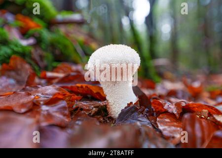 Schöne Nahaufnahme von Waldpilzen im Gras, Herbstsaison. Kleine frische Pilze, wächst im Herbstwald. Pilze und Blätter im Wald. Mushro Stockfoto