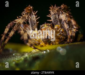 Makroaufnahme einer europäischen Kreuzspinne (Araneus), die auf einem Blatt sitzt (mit Kopierraum) Stockfoto