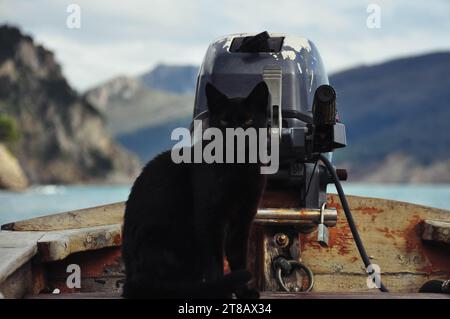 Eine schwarze Katze sitzt in einem Boot in der Nähe des Motors, ein Porträt eines Tieres aus der Nähe. Hochwertige Fotos Stockfoto