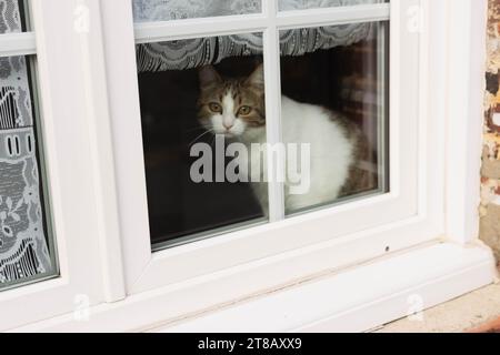 Hauskätzchen in weiß-grauer Farbe sitzt am Fenster im Zimmer und blickt auf die Straße. Hochwertige Fotos Stockfoto