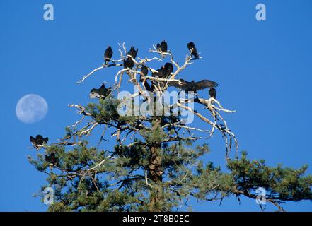 Putengeier (Cathartes Aura) auf Ponderosa-Kiefer (Pinus ponderosa) am Blue Sky, Hart Mountain National Antelope Refuge, Oregon Stockfoto