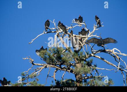 Putengeier (Cathartes Aura) auf Ponderosa-Kiefer (Pinus ponderosa) am Blue Sky, Hart Mountain National Antelope Refuge, Oregon Stockfoto