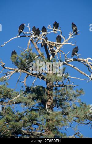 Putengeier (Cathartes Aura) auf Ponderosa-Kiefer (Pinus ponderosa) am Blue Sky, Hart Mountain National Antelope Refuge, Oregon Stockfoto