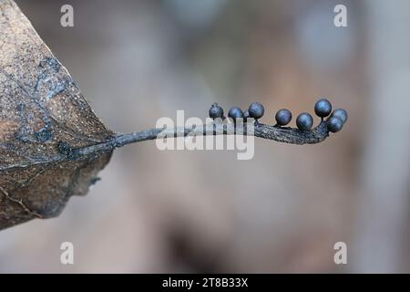 Lamproderma echinosporum, eine nivikolöse Schleimform aus Finnland, kein gebräuchlicher englischer Name Stockfoto