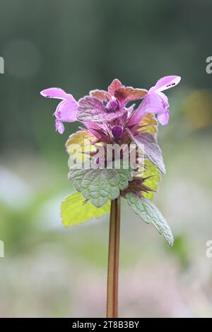 Lamium purpureum, bekannt als rote Brennnessel oder violette Brennnessel, wilde blühende Pflanze aus Finnland Stockfoto