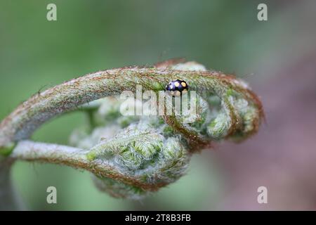 Marienkäfer, Coccinula quatuordecimpustulata, und neuer Spross von gemeinem Bracken, Pteridium aquilinum Stockfoto