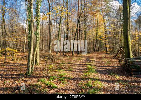 Spazieren Sie im Wald von Brumath Elsass Frankreich. Wunderschöne Herbstfarben mit hellem Nachmittagssonnenlicht Stockfoto