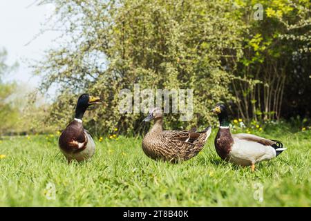 Farbenfrohe drei Enten im Frühling. Wunderschöne Landschaft mit Vögeln Stockfoto