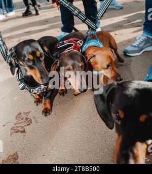 Paris, Frankreich. November 2023. Dackelhunde Hunde während der 4. Ausgabe des Paris Wurst Walks, ein marsch der Dackelhunde, kleine Hunde, organisiert in Paris, Frankreich am 19. November 2023. Foto: Antoine Foglio/ABACAPRESS.COM Credit: Abaca Press/Alamy Live News Stockfoto