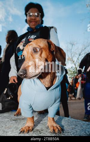 Paris, Frankreich. November 2023. Dackelhunde Hunde während der 4. Ausgabe des Paris Wurst Walks, ein marsch der Dackelhunde, kleine Hunde, organisiert in Paris, Frankreich am 19. November 2023. Foto: Antoine Foglio/ABACAPRESS.COM Credit: Abaca Press/Alamy Live News Stockfoto