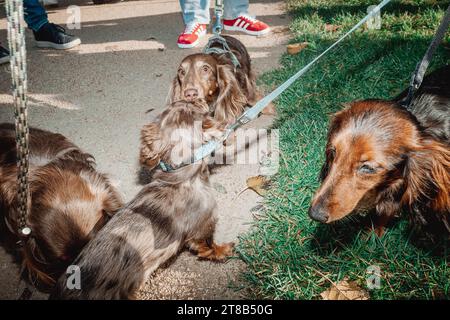Paris, Frankreich. November 2023. Dackelhunde Hunde während der 4. Ausgabe des Paris Wurst Walks, ein marsch der Dackelhunde, kleine Hunde, organisiert in Paris, Frankreich am 19. November 2023. Foto: Antoine Foglio/ABACAPRESS.COM Credit: Abaca Press/Alamy Live News Stockfoto
