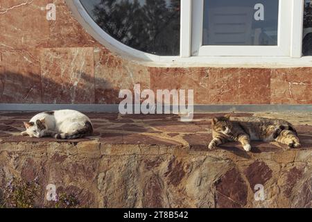 Hauskatzen liegen auf einer Fliese in der Sonne im Hof werden beheizt Stockfoto