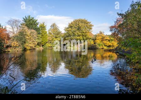 Eine Reflexion der Herbstbäume im unteren See im Birkenhead Park Stockfoto