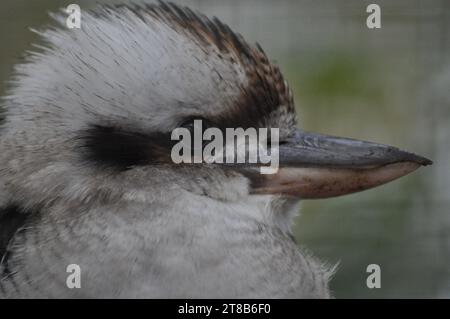 Nahaufnahme eines Kookabura-Vogels in Gefangenschaft im Bridlington Wildlife Park, East Yorkshire, England Stockfoto