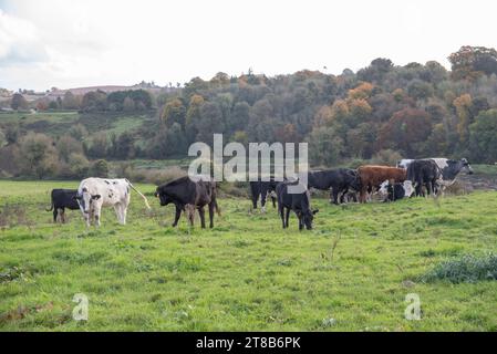 Vieh in Dunmoe Navan Ireland Stockfoto