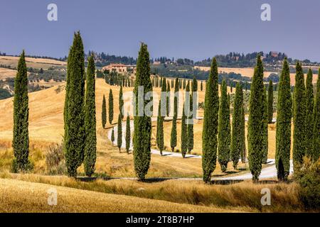 Asciano, Italien - 22. Juli 2023: Toskanische Landschaft. Einer der berühmtesten Orte mit Zypressen und weißen Schotterstraßen in der Toskana, in der Nähe von Asciano Stockfoto