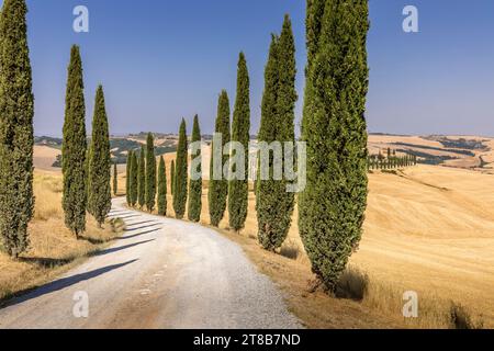 Asciano, Italien - 22. Juli 2023: Toskanische Landschaft. Einer der berühmtesten Orte mit Zypressen und weißen Schotterstraßen in der Toskana, in der Nähe von Asciano Stockfoto