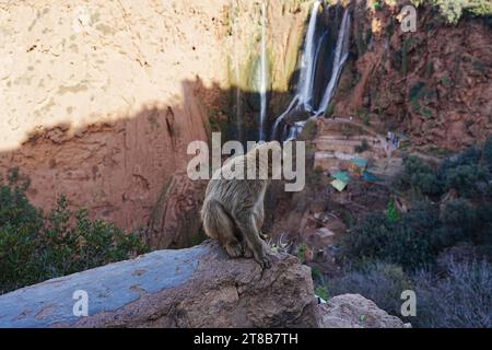 An 2023 warmen, sonnigen Wintertagen im Januar sitzt der umgekehrte Berbermakaken-Affe an den Wasserfällen von Ouzoud in der Provinz Azilal in Marokko. Stockfoto