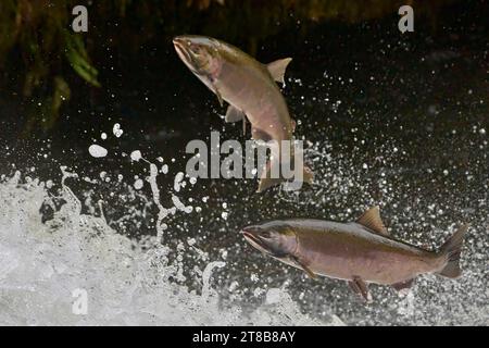 Wandernde Coho-Lachse (Oncorhynchus kisutch) springen einen Wasserfall am Lake Creek, einem Nebenfluss des Siuslaw River im Westen Oregons. Stockfoto