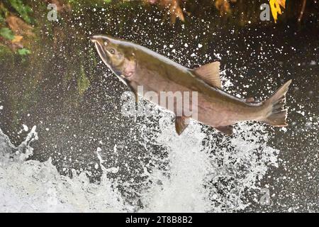 Ein wandernder Coho-Lachs (Oncorhynchus kisutch) springt einen Wasserfall am Lake Creek, einem Nebenfluss des Siuslaw River im Westen Oregons. Stockfoto