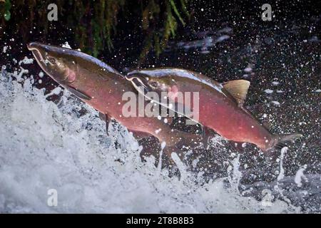 Wandernde Coho-Lachse (Oncorhynchus kisutch) springen einen Wasserfall am Lake Creek, einem Nebenfluss des Siuslaw River im Westen Oregons. Stockfoto