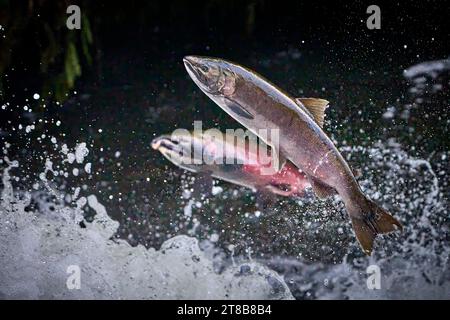 Wandernde Coho-Lachse (Oncorhynchus kisutch) springen einen Wasserfall am Lake Creek, einem Nebenfluss des Siuslaw River im Westen Oregons. Stockfoto