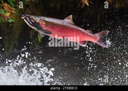 Ein wandernder Coho-Lachs (Oncorhynchus kisutch) springt einen Wasserfall am Lake Creek, einem Nebenfluss des Siuslaw River im Westen Oregons. Stockfoto