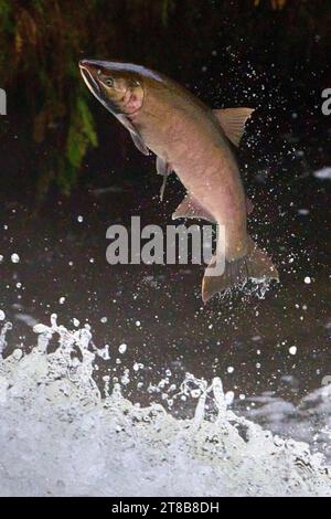 Ein wandernder Coho-Lachs (Oncorhynchus kisutch) springt einen Wasserfall am Lake Creek, einem Nebenfluss des Siuslaw River im Westen Oregons. Stockfoto