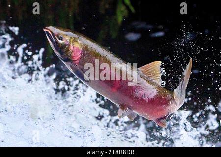 Ein wandernder Coho-Lachs (Oncorhynchus kisutch) springt einen Wasserfall am Lake Creek, einem Nebenfluss des Siuslaw River im Westen Oregons. Stockfoto
