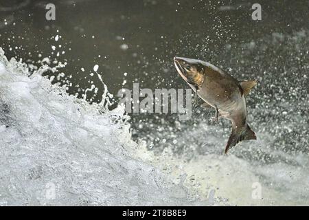 Ein wandernder Coho-Lachs (Oncorhynchus kisutch) springt einen Wasserfall am Lake Creek, einem Nebenfluss des Siuslaw River im Westen Oregons. Stockfoto