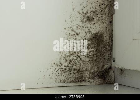 Viel Schimmel auf dem weißen Fenster und an den Hängen Stockfoto