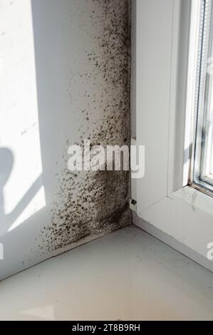 Viel Schimmel auf dem weißen Fenster und an den Hängen Stockfoto