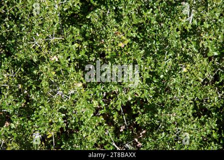 Le Chêne des garrigues ou Chêne kermès ou Quercus coccifera eclairées par un soleil d'automne dans les collines de provence Stockfoto