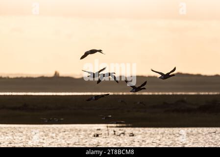 Flying Brent Gänse (Branta bernicla) an der Themse Stockfoto