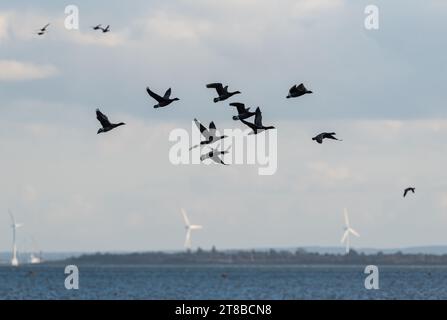 Flying Brent Gänse (Branta bernicla) an der Themse Stockfoto