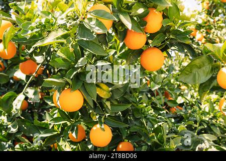 Orangenbaum mit Früchten. Viele reife Orangen auf dem Zweig Stockfoto