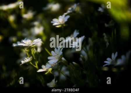 Großes Stichwort (Stelleria holostea) bei verflecktem Sonnenlicht im Frühling. Stockfoto