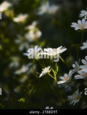 Großes Stichwort (Stelleria holostea) bei verflecktem Sonnenlicht im Frühling. Stockfoto