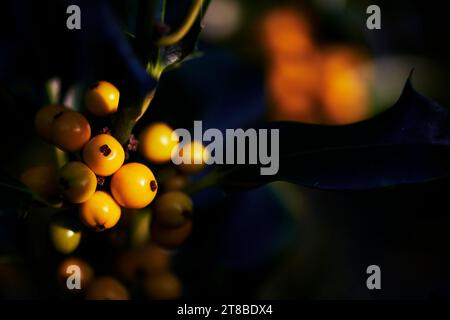 Nahaufnahme von gelben Winterbeeren, die auf Stechpalme (G.Ilex) bei niedrigem Sonnenlicht wachsen. Stockfoto