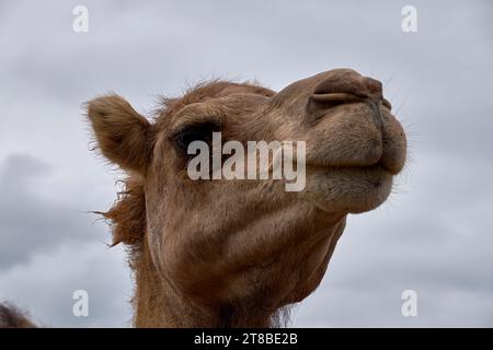 Detail des Kopfes eines Dromedars. Wolkiger Himmel, Textur, Haare, Augen, Nase, Lächeln im Mund Stockfoto