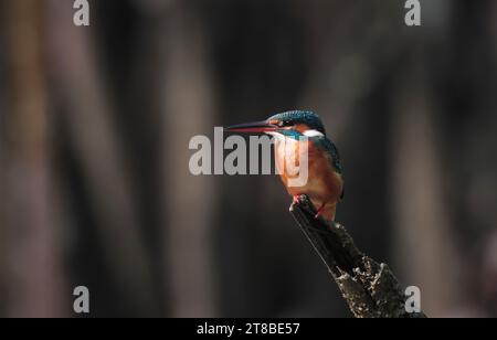 Gewöhnlicher eisvogel, auch bekannt als der eurasische eisvogel und Fluss eisvogel. Dieses Foto wurde von Sundarbans, Bangladesch, aufgenommen. Stockfoto