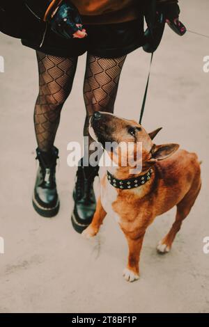 Ein süßer Ginger Bullenterrier steht in Gothic gekleidet neben seinem Besitzer und schaut sie an. Ein gehorsamer Hund auf einem Spaziergang. Freundschaft. Stockfoto