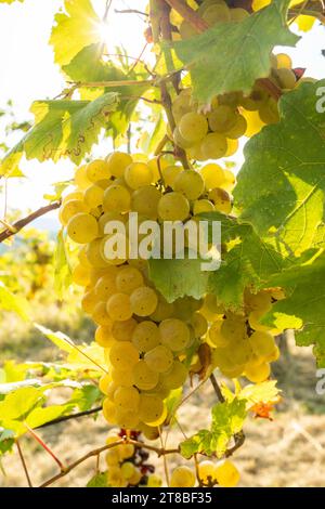 Nahaufnahme einer Traube reifer grüner Trauben auf der Rebe Stockfoto