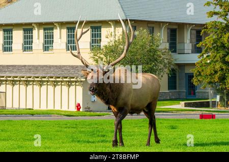 ELK im Yellowstone-Nationalpark, USA Stockfoto