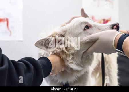 Tierarzt untersucht besorgten weißen Hund in der Tierarztpraxis. Netter Welpe Besuch Tierarzt Krankenhaus. Haustiergesundheitskonzept Stockfoto