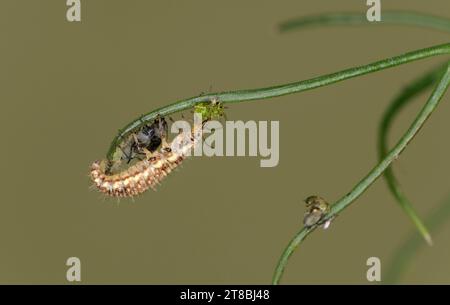 Längliche und hellgrüne Schnürlarve (Chrysopidae spec.) Für den biologischen Pflanzenschutz Stockfoto