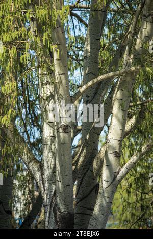 Weiße Pappel (Populus alba) im Frühjahr, selektiver Fokus Stockfoto