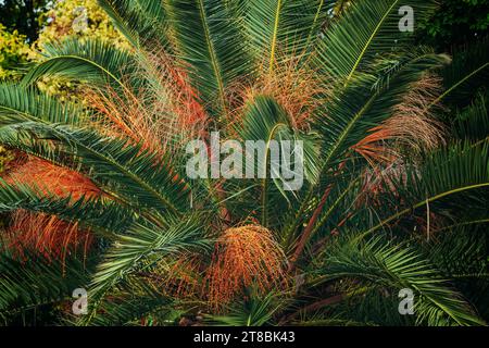 Kanarische Insel Dattelpalme auch bekannt als Ananaspalme (Phoenix canariensis). Dieser langsam wachsende Baum kann bis zu 15 Meter hoch werden. Selektiv Stockfoto