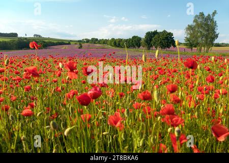 Feld mit rotem Mohn oder Mohn, Maismohn, Maisrosen, Feldmohn, flandermohn, auf lateinisch Papaver Rhoaes Stockfoto