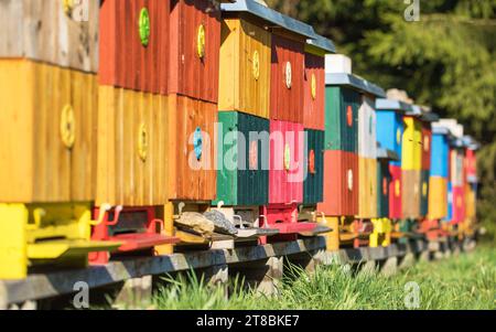 Eine Reihe bunter Holzbienenstöcke oder Bienenstöcke, Honigproduktion, Honigbiene in latin APIs Mellifera Stockfoto